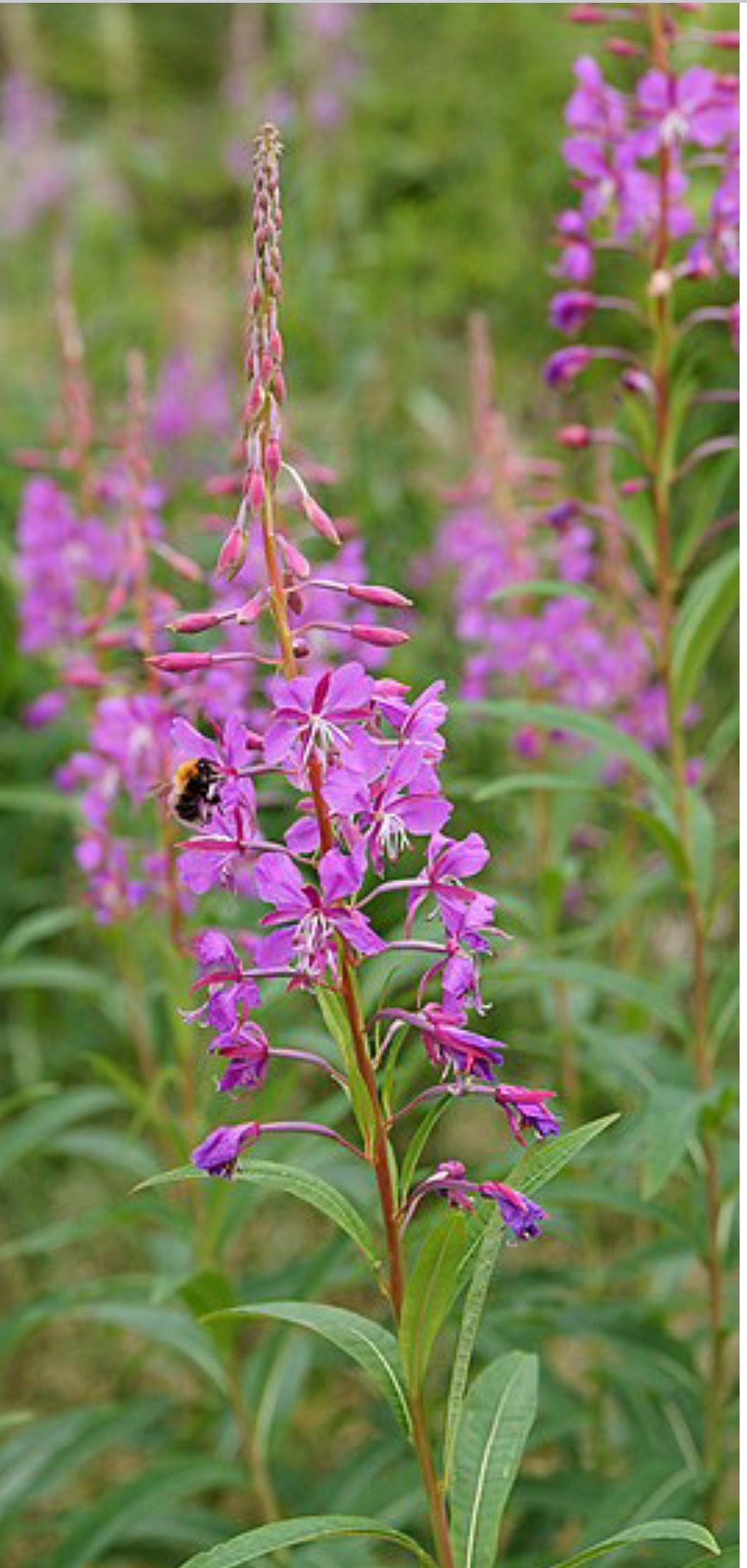 Fireweed Pure Honey - "The Champagne of Honey" image 2